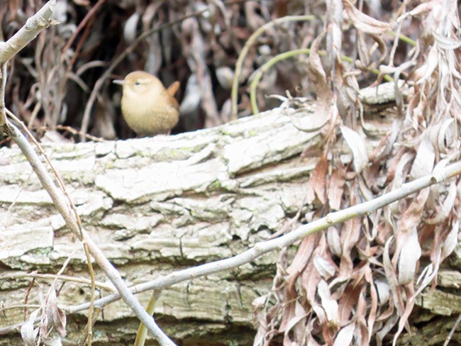 Winter Wren - ML609909251