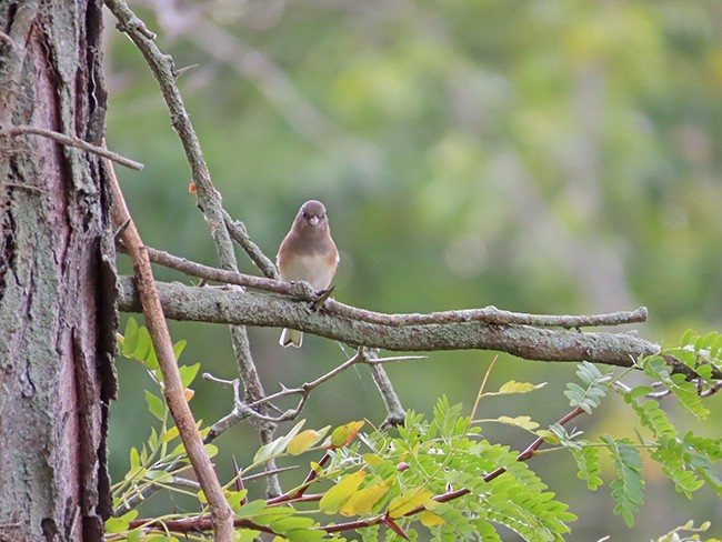 Dark-eyed Junco (Slate-colored) - ML609909299