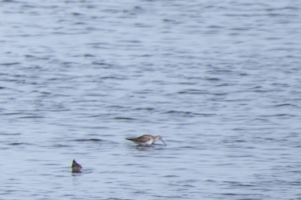Stilt Sandpiper - ML609909320