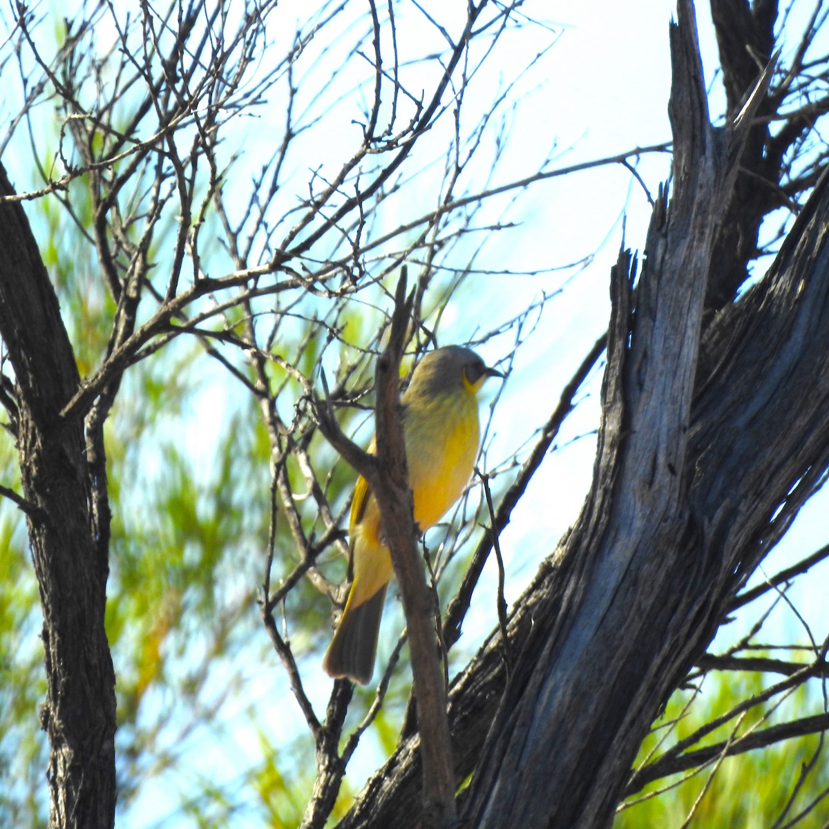 Gray-headed Honeyeater - ML609909350