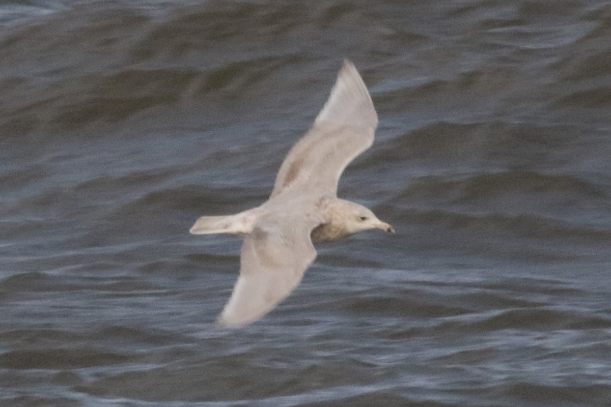 Glaucous Gull - Carol Ortenzio