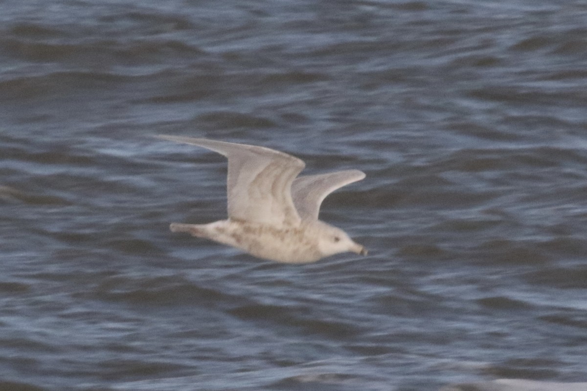 Glaucous Gull - ML609909353