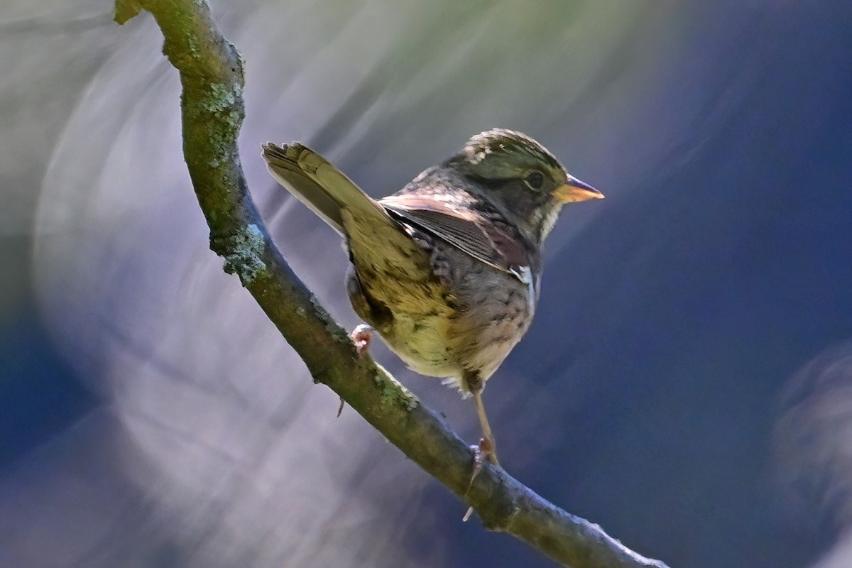 Swamp Sparrow - ML609909411