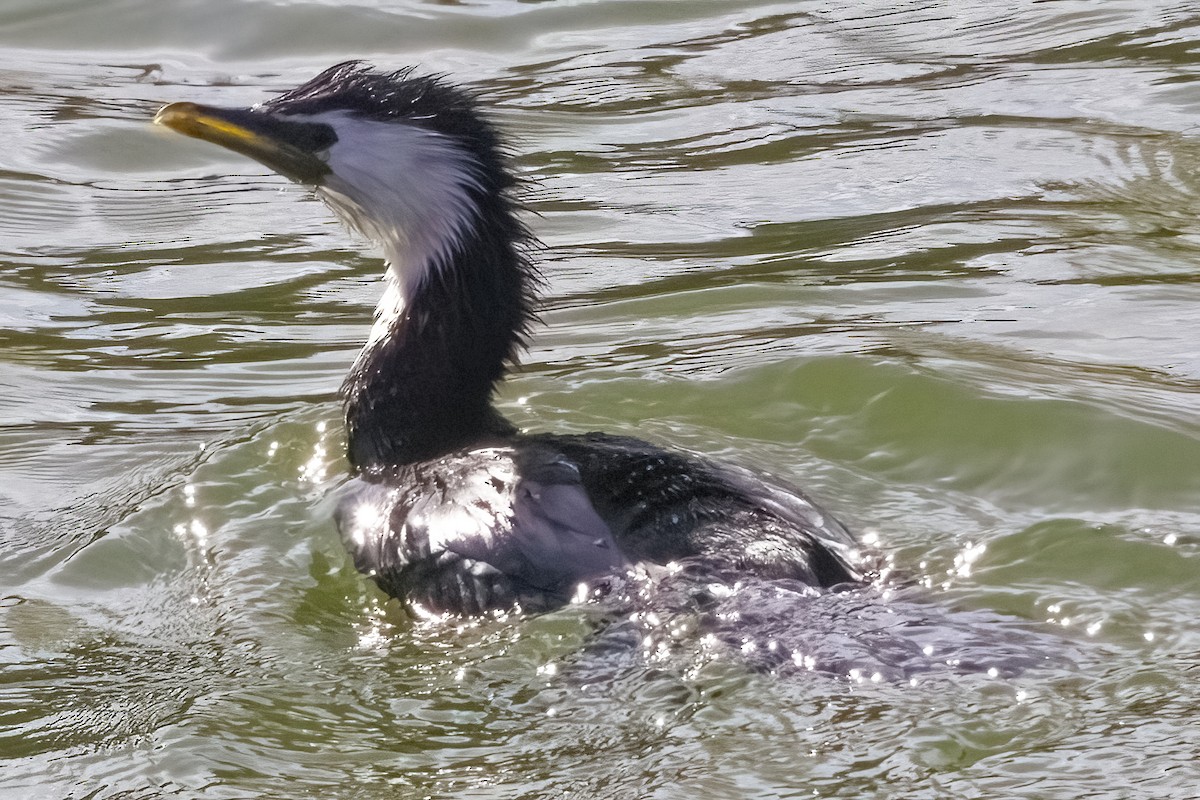 Little Pied Cormorant - ML609909423