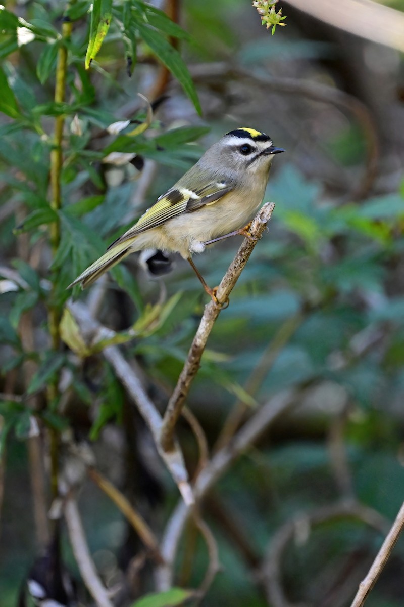 Golden-crowned Kinglet - ML609909440