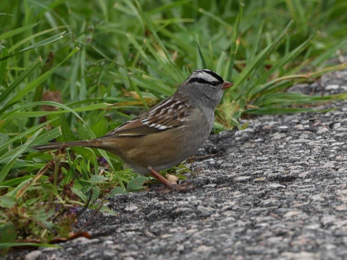 White-crowned Sparrow - ML609909471