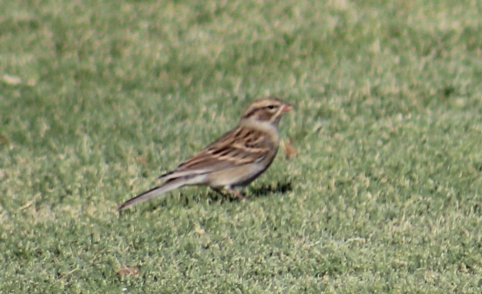 Chipping Sparrow - Adair Bock