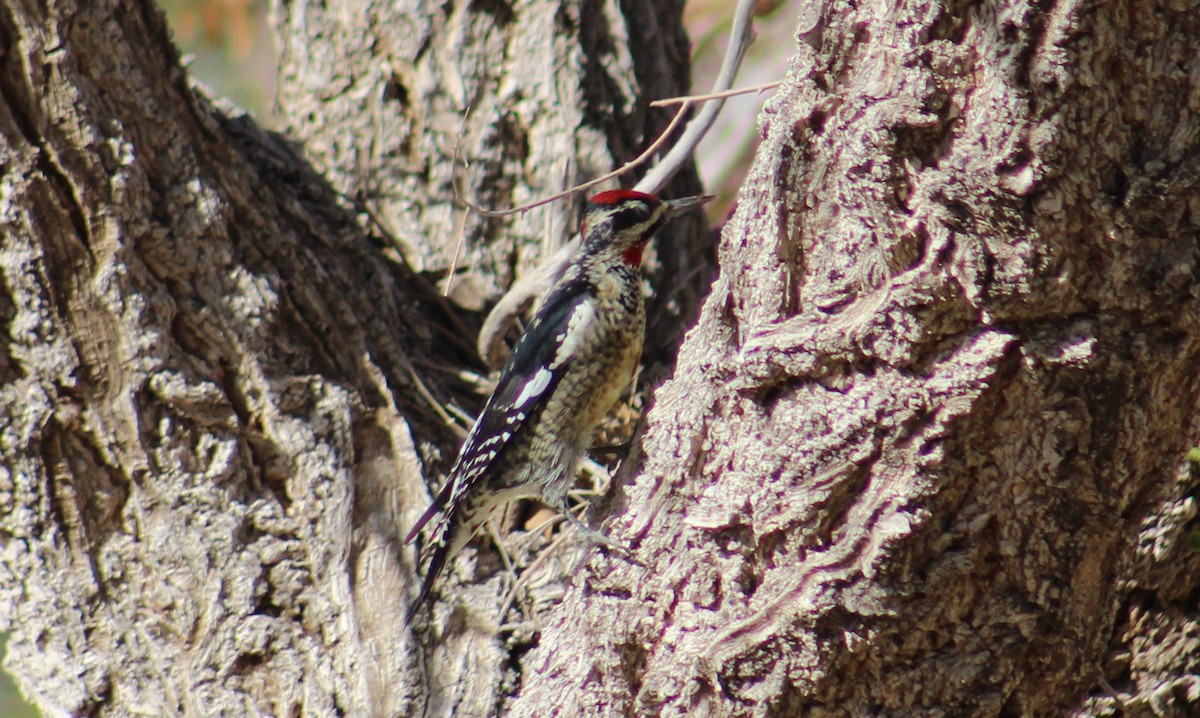 Red-naped Sapsucker - Adair Bock