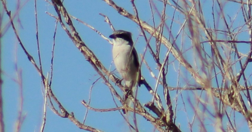 Loggerhead Shrike - ML609909496