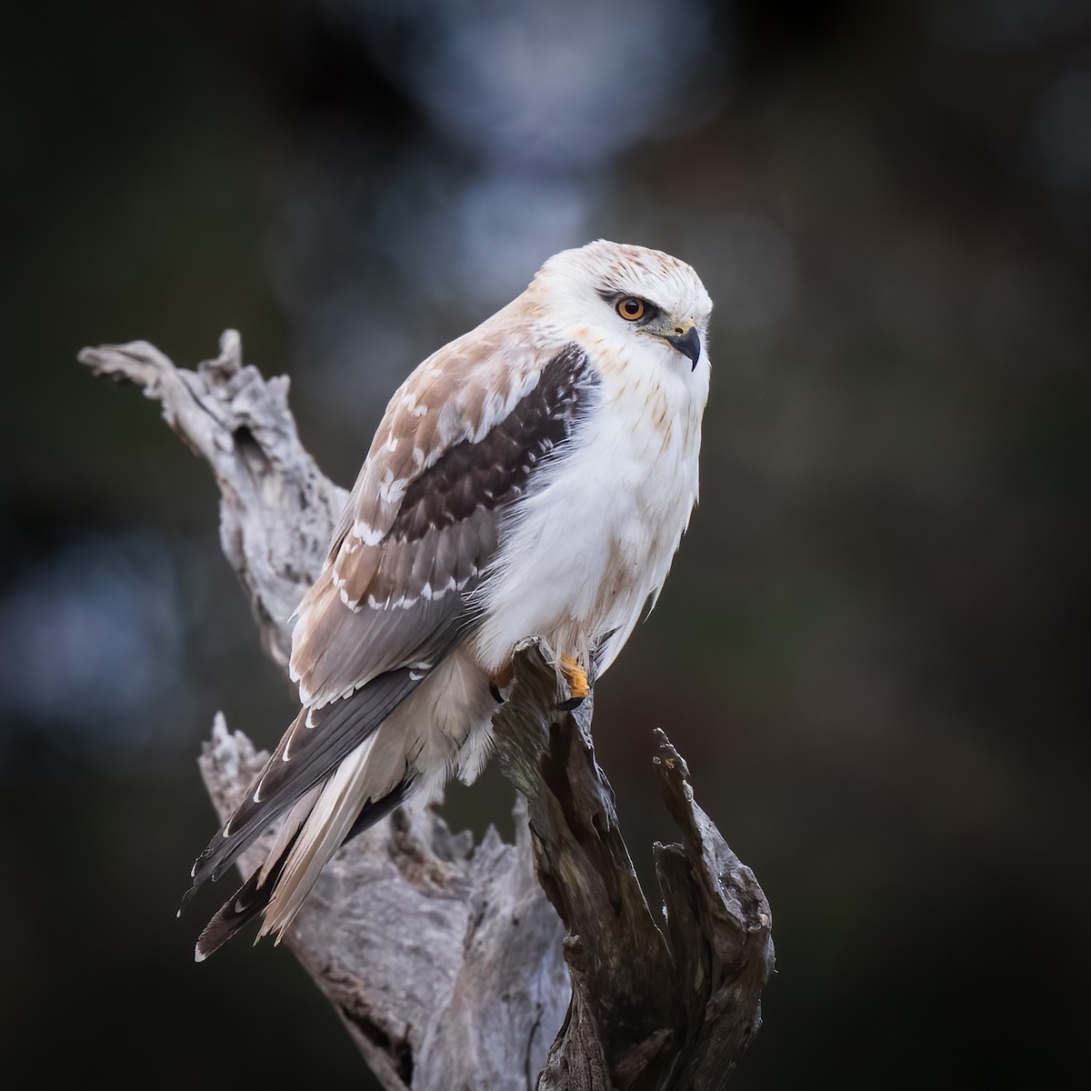 Black-shouldered Kite - ML609909550