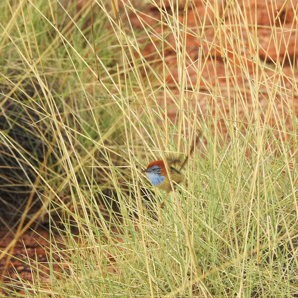 Rufous-crowned Emuwren - ML609909555