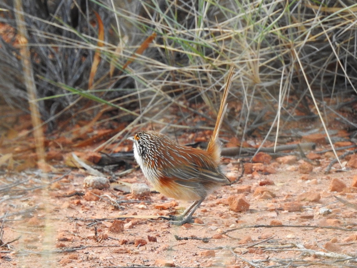 Opalton Grasswren - ML609909561