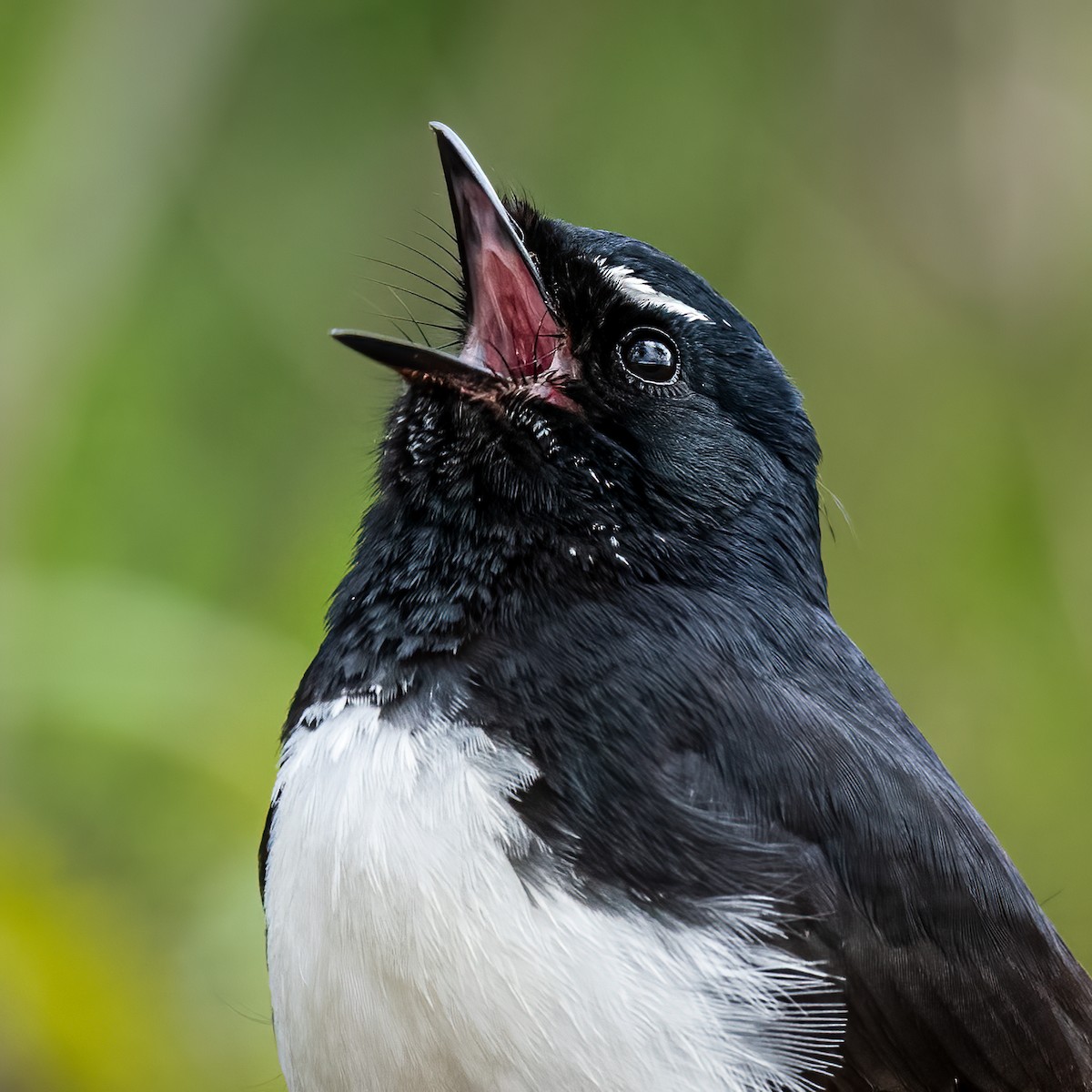 Willie-wagtail - ML609909577