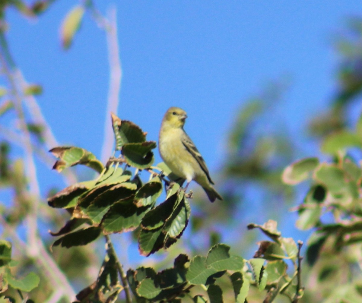 Lesser Goldfinch - ML609909655