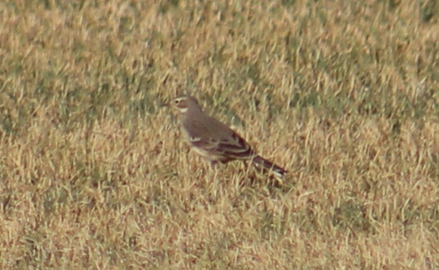 American Pipit - ML609909671