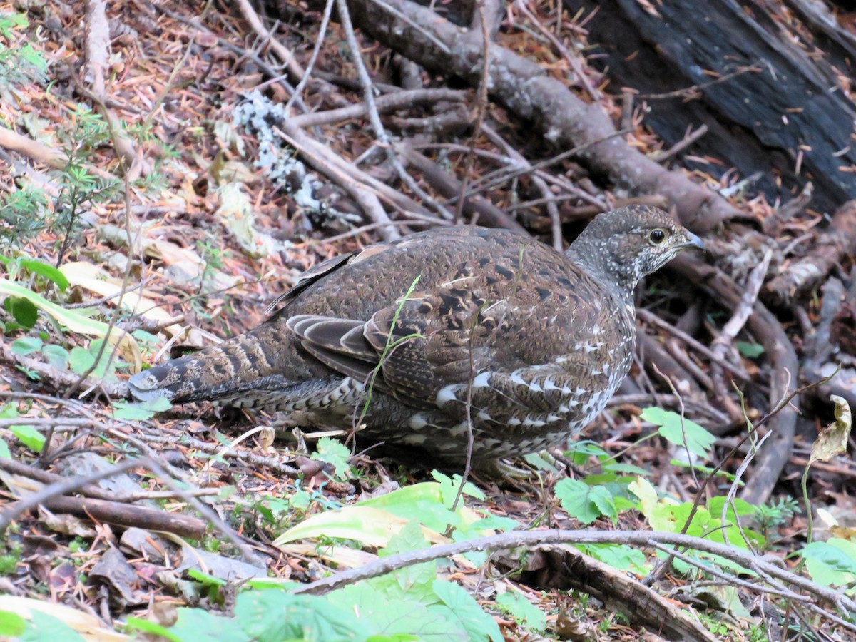 Sooty Grouse - ML609909718