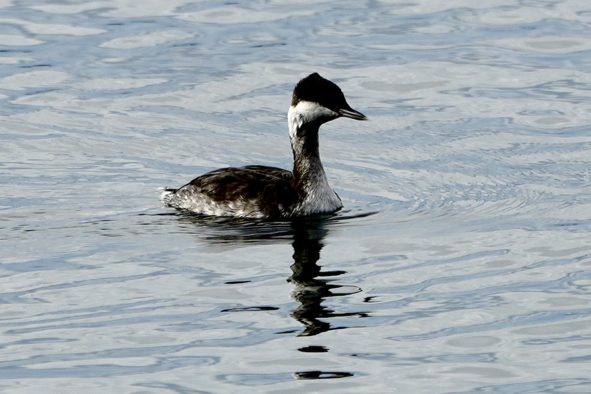 Horned Grebe - Kevin Waggoner