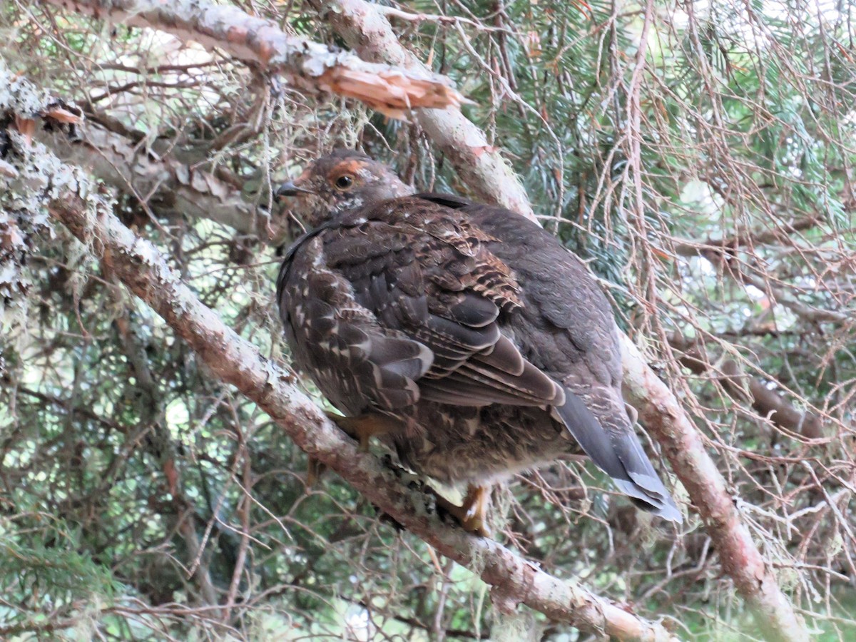 Sooty Grouse - ML609909825