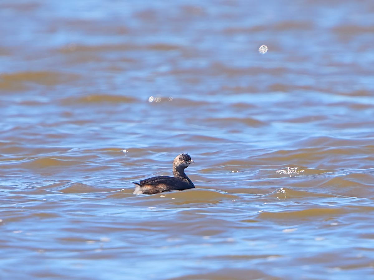 Pied-billed Grebe - ML609909996