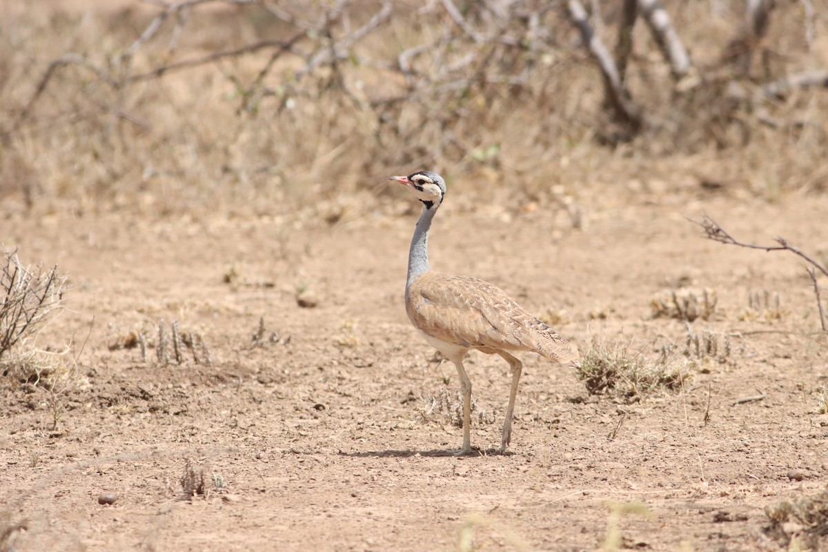 White-bellied Bustard - ML609910032