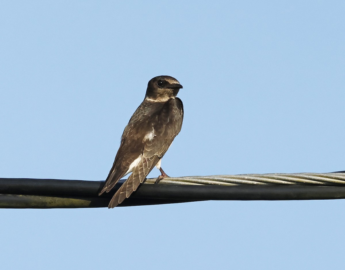 Northern Rough-winged Swallow - ML609910050