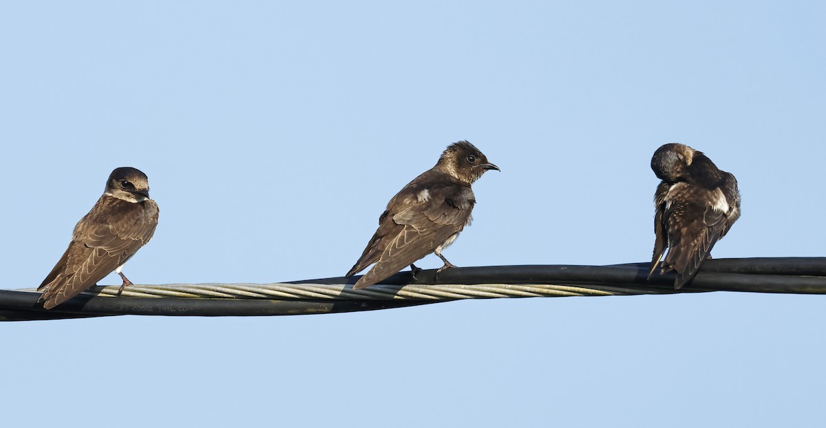 Northern Rough-winged Swallow - ML609910051