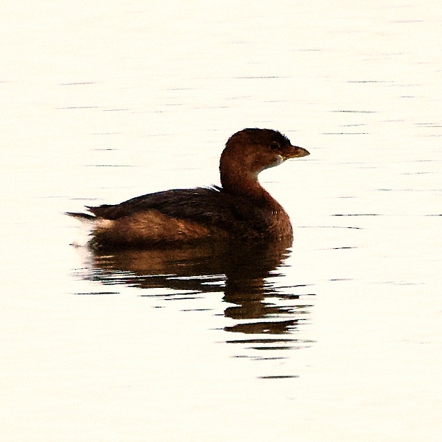 Pied-billed Grebe - Bryan Roset