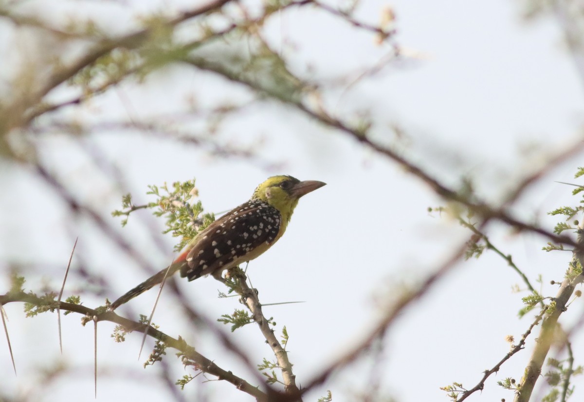 Kara Alınlı Barbet - ML609910067