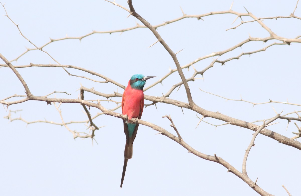 Northern Carmine Bee-eater - Thomas Plath