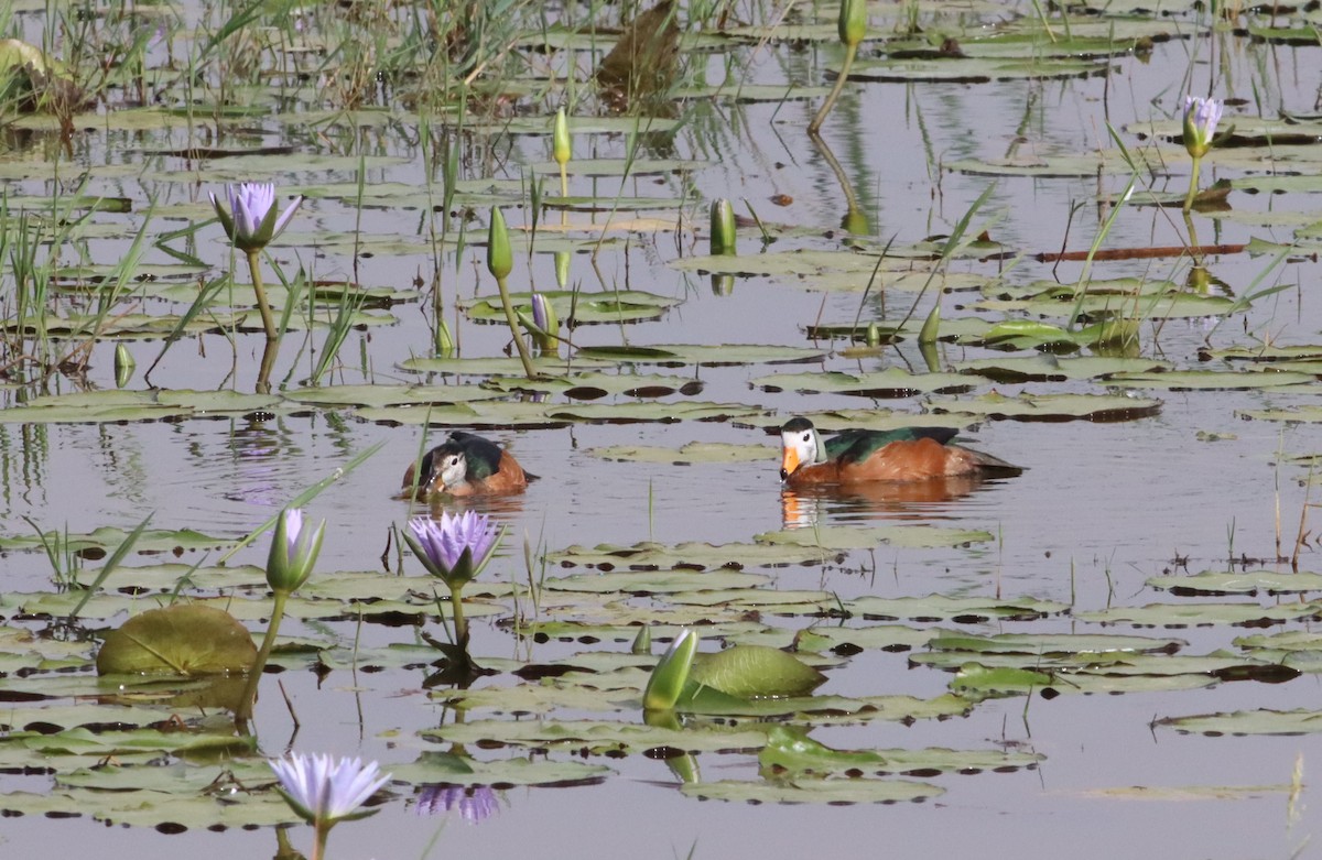 African Pygmy-Goose - ML609910136