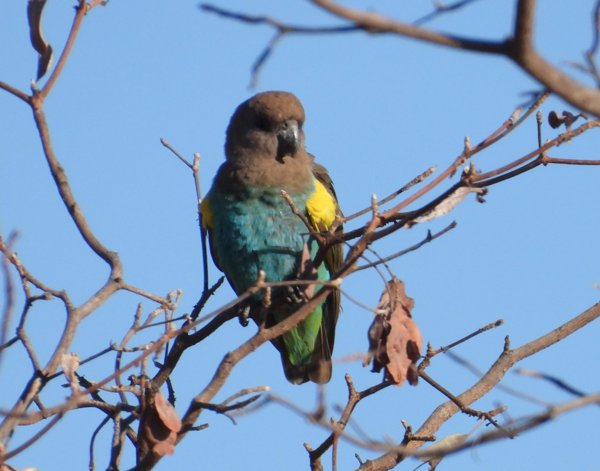 Meyer's Parrot - ML609910137