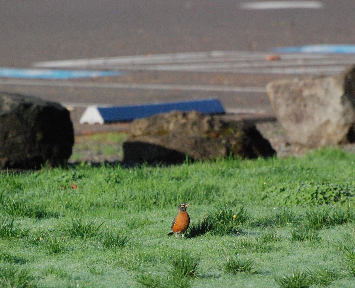 American Robin - ML609910160