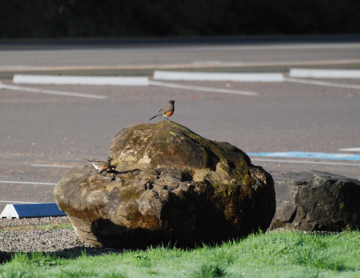 American Robin - ML609910162