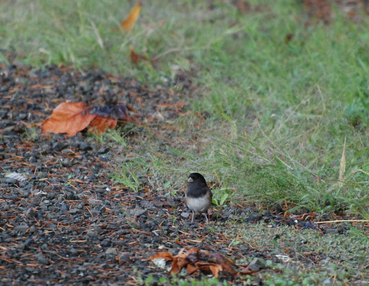 Dark-eyed Junco - Max Thayer