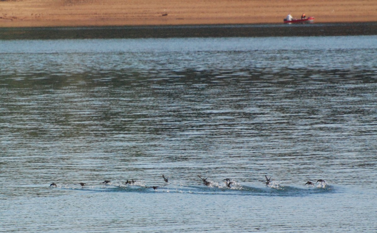 Ruddy Duck - ML609910172