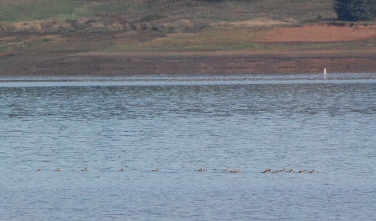 Ruddy Duck - ML609910173