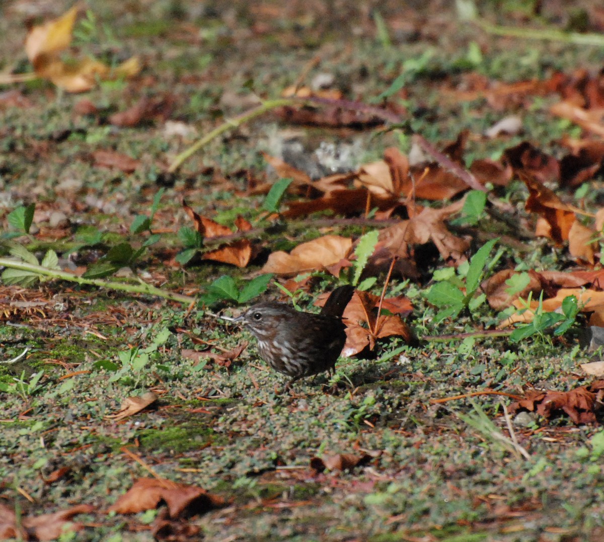 Song Sparrow - ML609910174