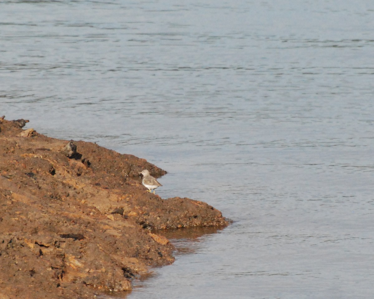 Spotted Sandpiper - ML609910179