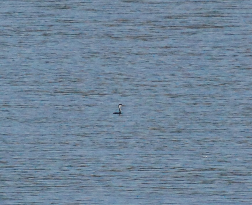 Western Grebe - ML609910181