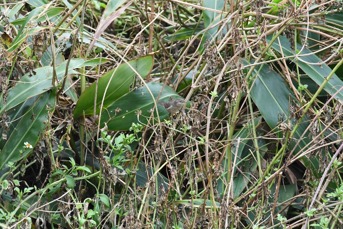 Mosquitero Sombrío - ML609910521