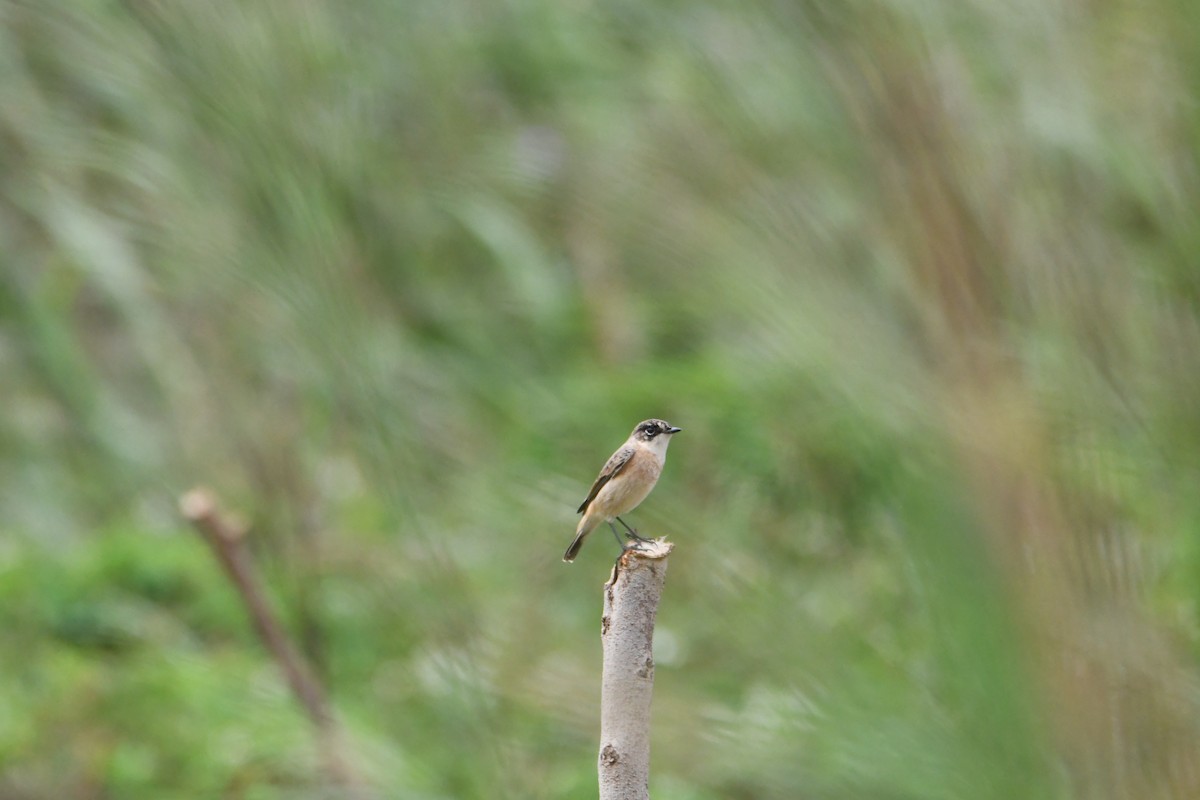 Amur Stonechat - ML609910534