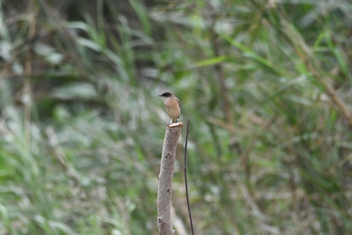 Amur Stonechat - ML609910535