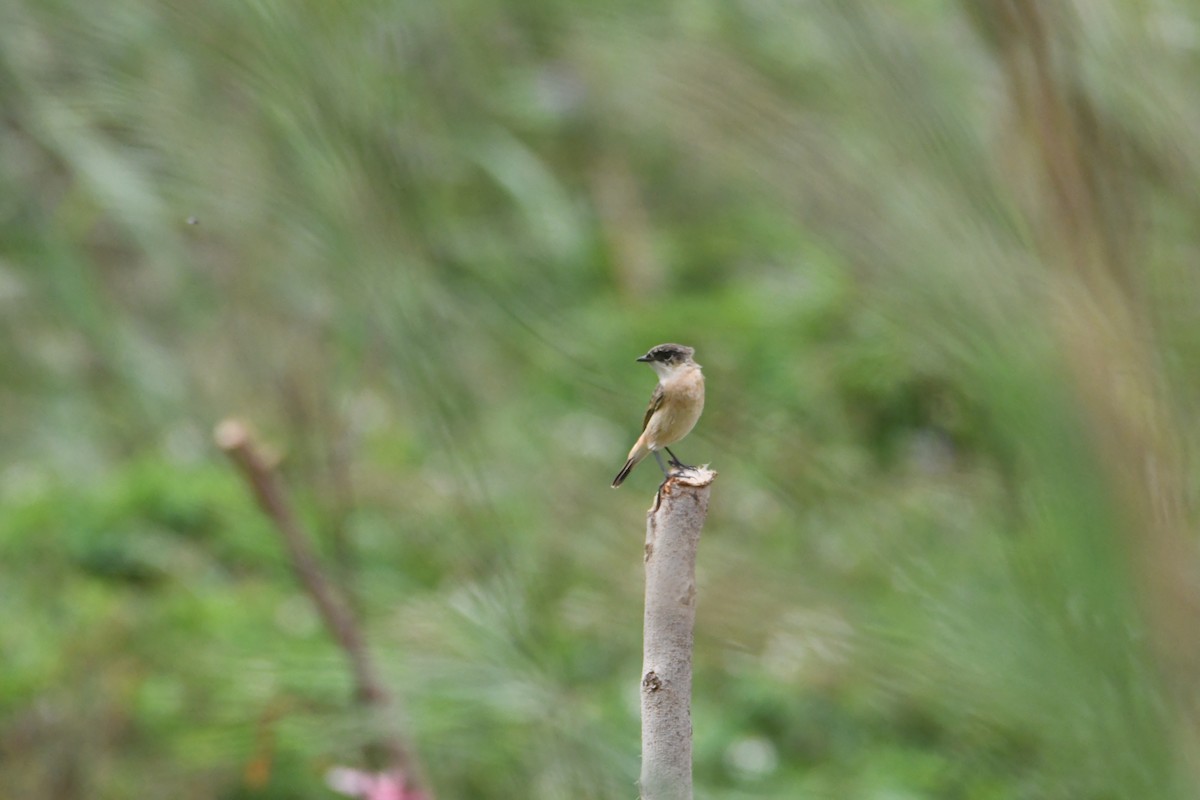 Amur Stonechat - ML609910536