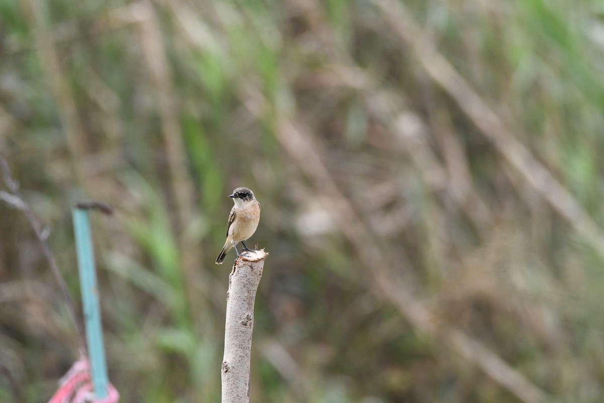 Amur Stonechat - ML609910539