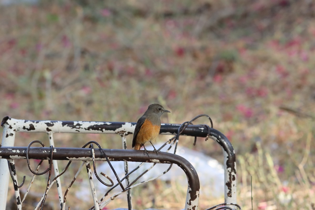 Little Rock-Thrush - ML609910598