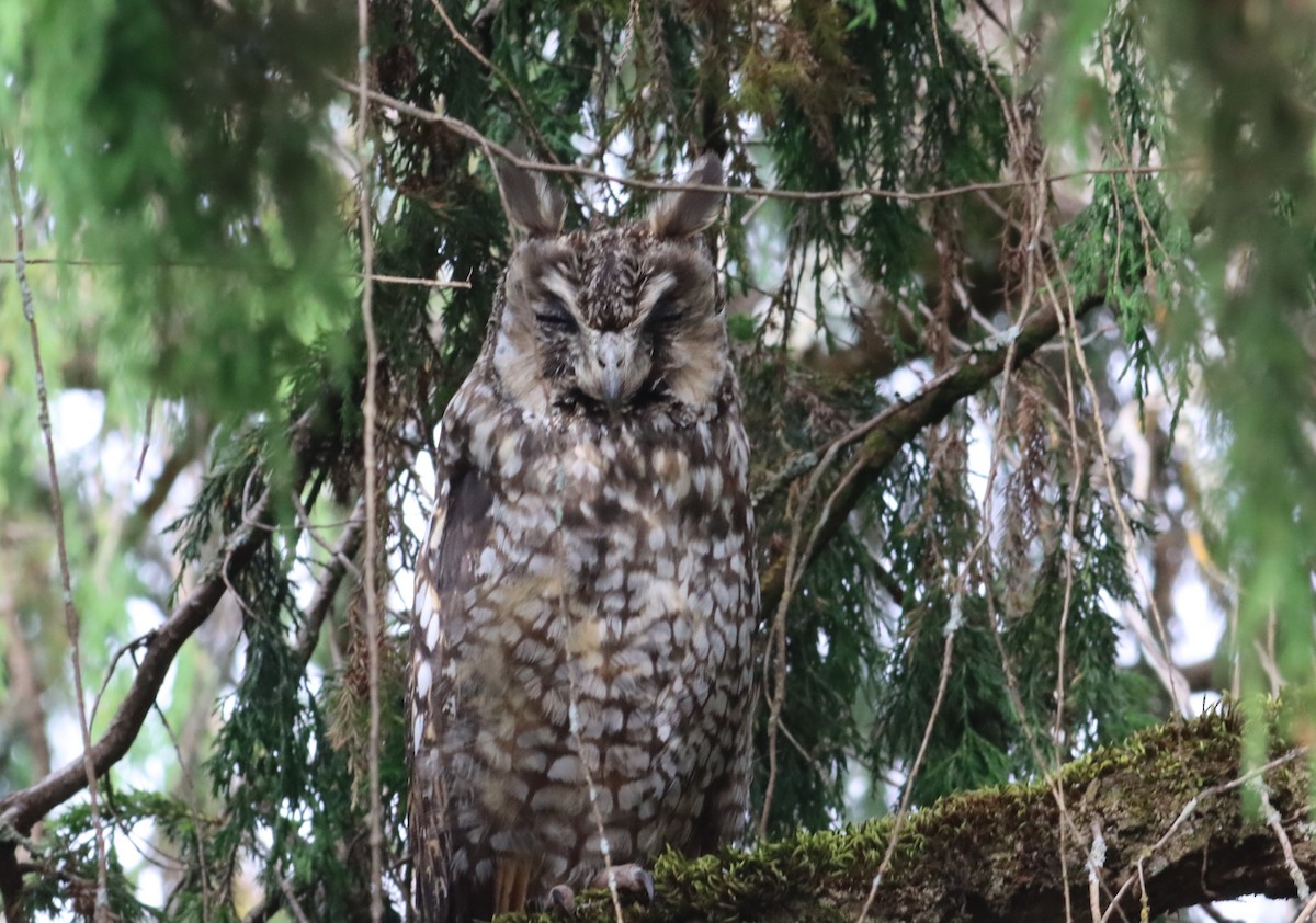 Abyssinian Owl - ML609910718