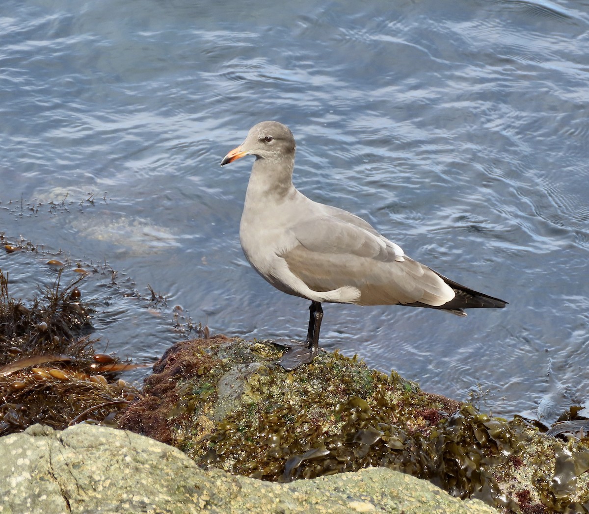 Goéland de Heermann - ML609910857