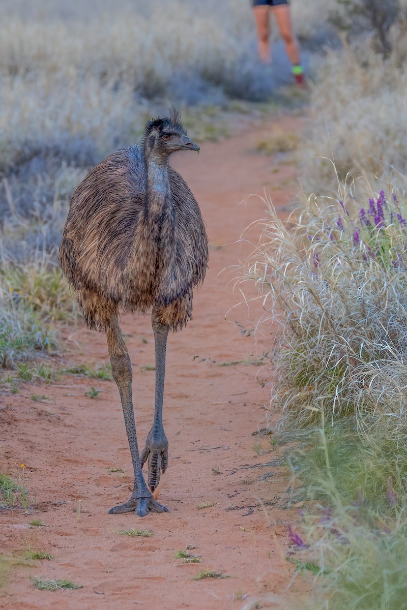 Emu - Charlie Bostwick