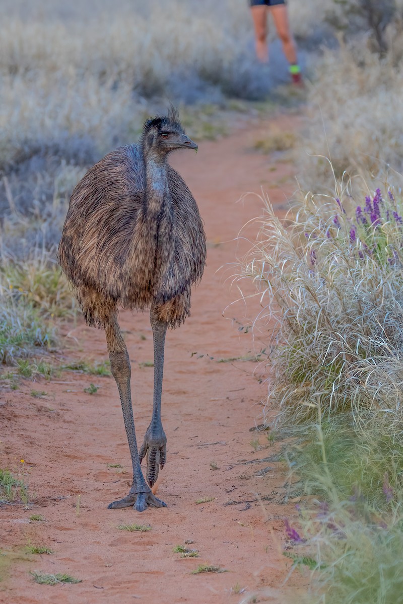 Émeu d'Australie - ML609910863