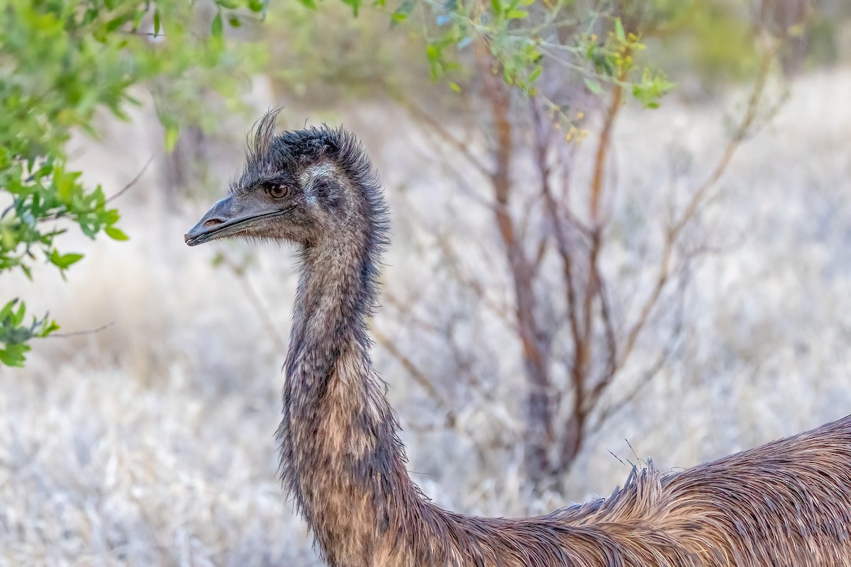 emu hnědý - ML609910864